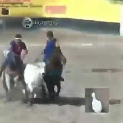 pega o pato quen quen
