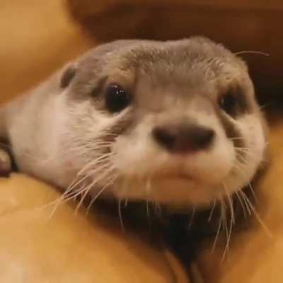I definitely need an otter