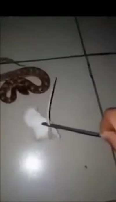 snek 🐍