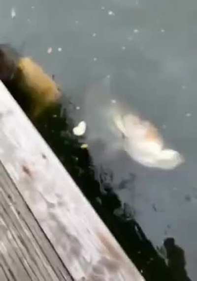 I shall free you little fishy