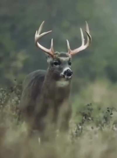 A whitetail buck having a derpy, tongue-out shake