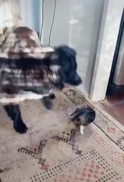 It's playtime