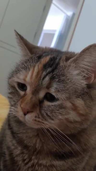 cats when they did something wrong😹