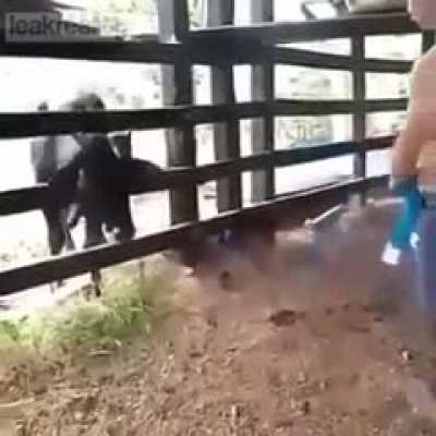 Teasing a Bull
