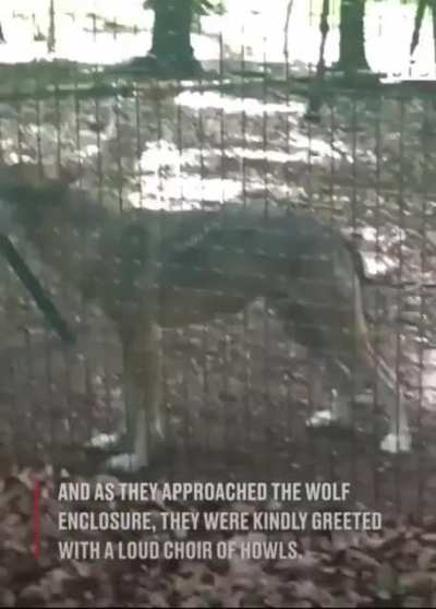 To howl like a wolf
