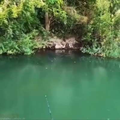 A dark Wels Catfish violently springs out of a swimming hole.