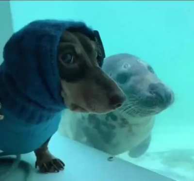 hoomph