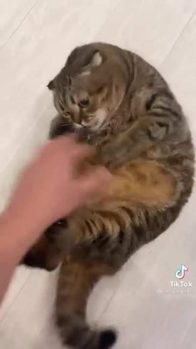 chonker loves attention