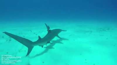 Time-release fin clip cam for sharks
