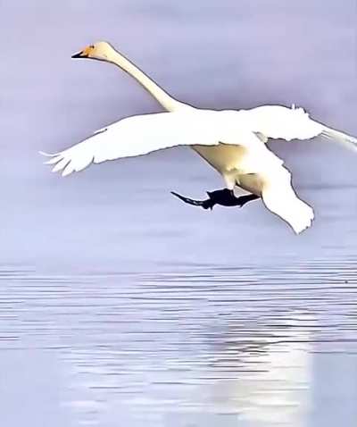 Rate My Water Landing