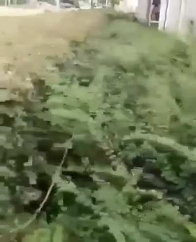 AAAAAA