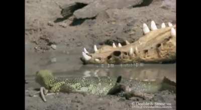 ð¥ Monitor Lizards are the most intelligent of Lizards, capable of creative problem-solving.