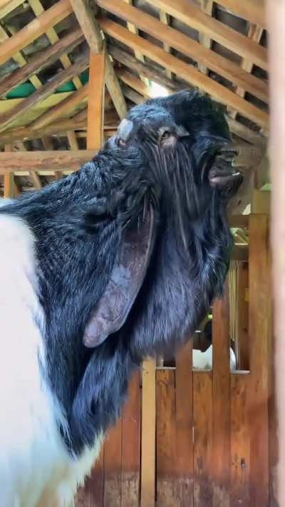 🔥The Damascus goat is like the bulldog of goats. It has an exceptionally short face and is much taller than most goat breeds.