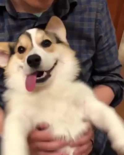 my favourite derp
