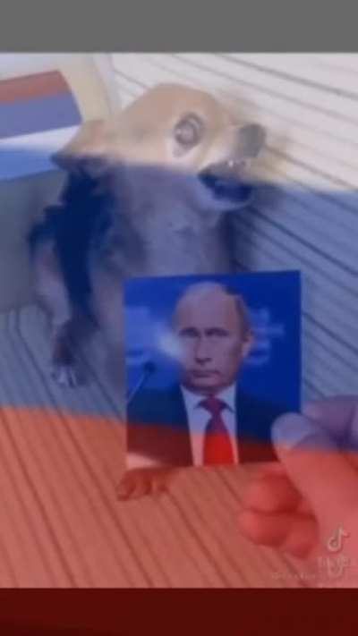 Comrade
