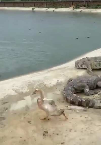 Croc vs. Quack