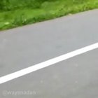 Being chased by a tiger on a motorcycle