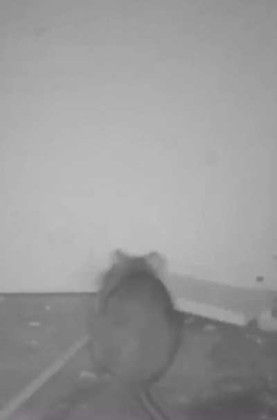This rat is so …