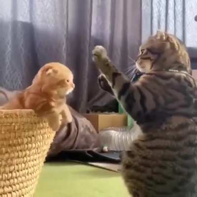 Котики