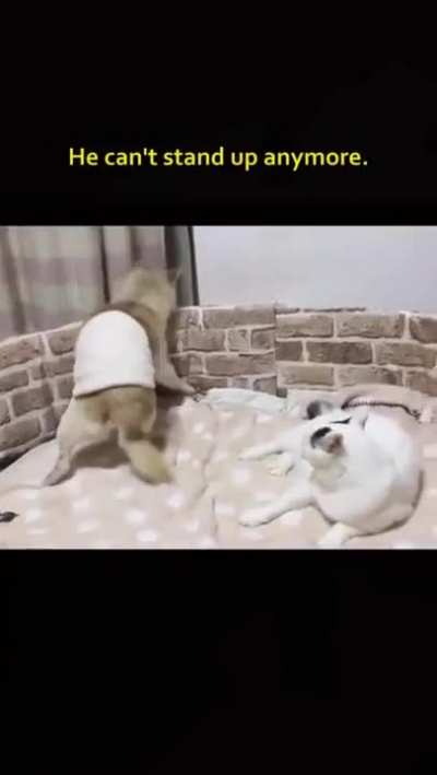 The way the cat caught him when he fell