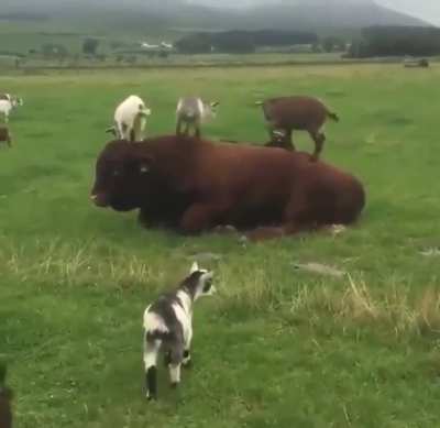 Mootain Goats