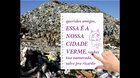 TESTUDINATA