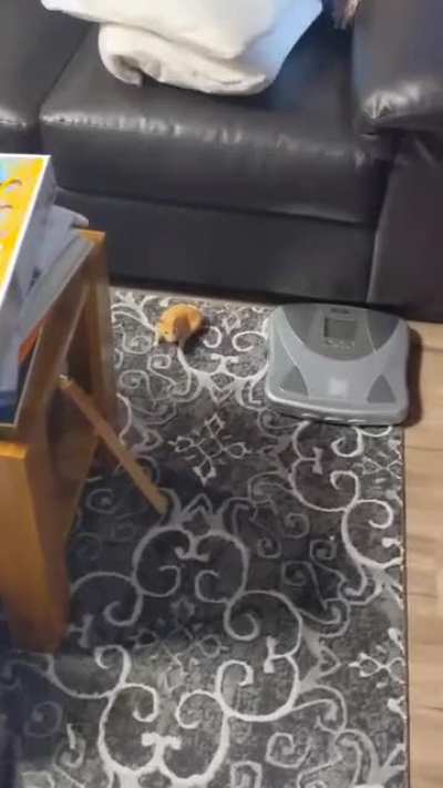 I was worried out of my mind that I lost my cousin's hamster, but I just couldn't stop laughing at it