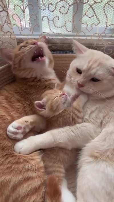 chittering wunks