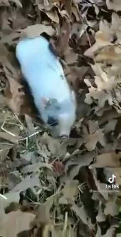 Enjoying the leaf pile
