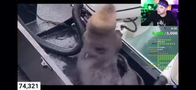 Just an otter ;)