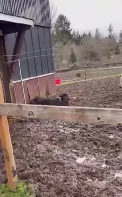 cow 😩