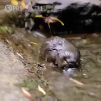Platypus making it's way in the world.