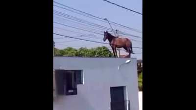 cavAlo