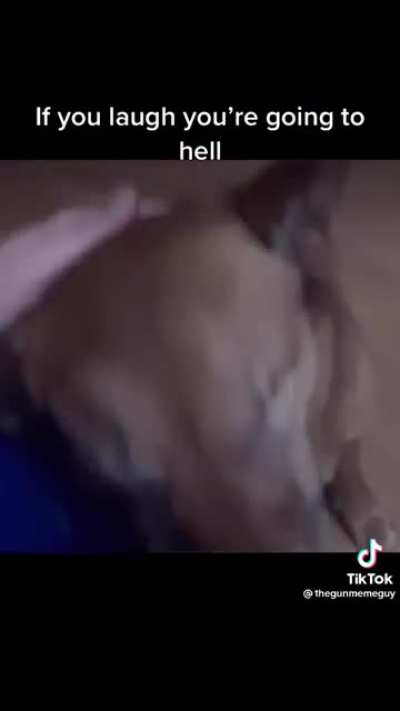 Jasper the dog