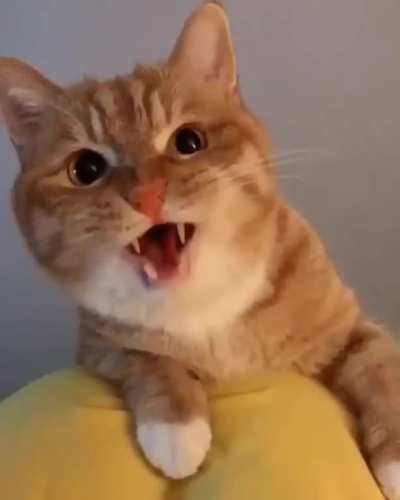That Meow 😻