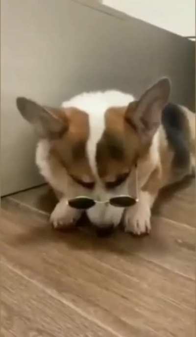 Cool Dog