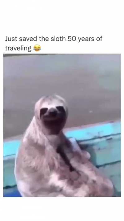This sloth is having a whale of a time