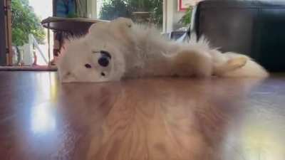 the tail wag at the end.