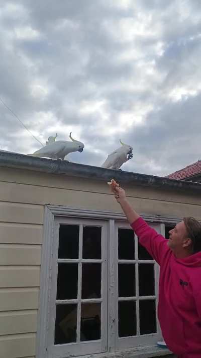 Cockatoos