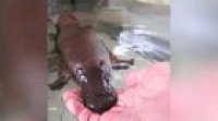 Perry the platypus IRL (credit: ProdigyDude/YT  