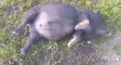 Farmer helps a drunk pig stand up