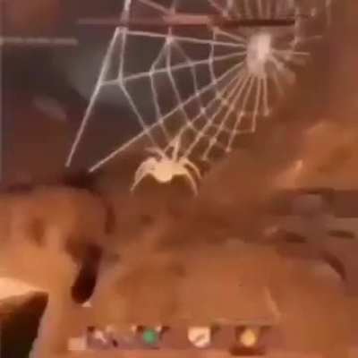 Little Spider