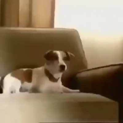 Doggo jump
