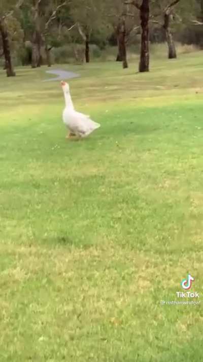 do not mock the goose