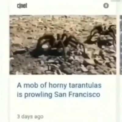 bonk