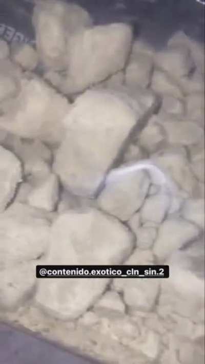 ☠️