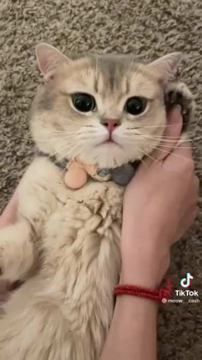 iCat