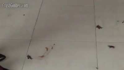 Walkover Crab Crush