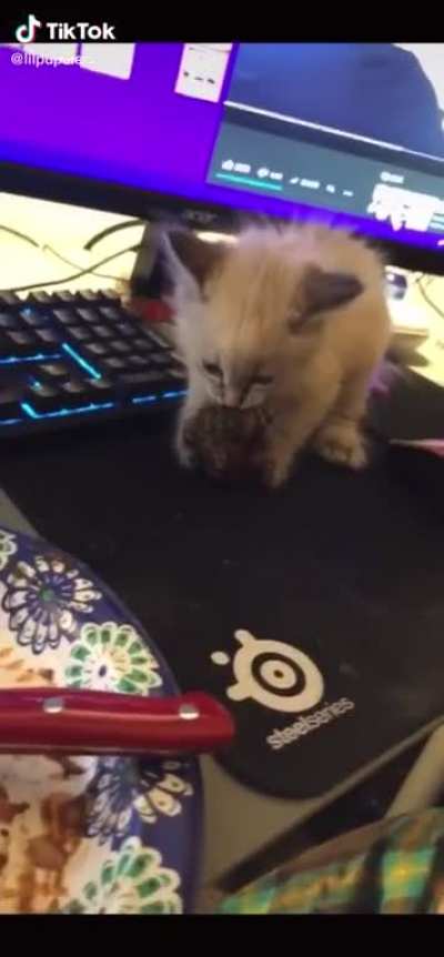 Angry Steak Cat
