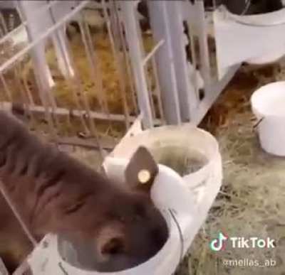 Got milk?